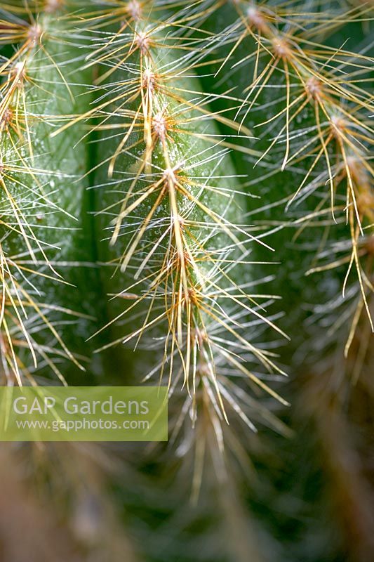 Close up of cactus spines, Parodia magnifica