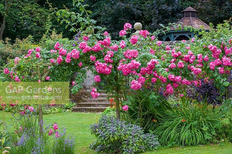 Cerney House Gardens, Gloucestershire, UK. ( Sir Michael and Lady Angus ) Pink climbing rose ( Rosa 'American Pillar' ) growing over rustic wooden archway