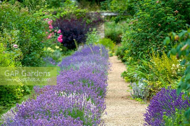 Cerney House Gardens, Gloucestershire, UK. ( Sir Michael and Lady Angus ) path edged with lavenders