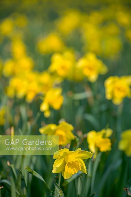 Drifts of daffodils ( Narcissus ) in spring