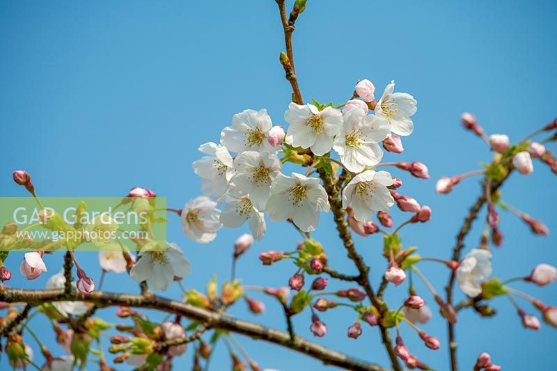 Prunus yedoensis ( Cherry )