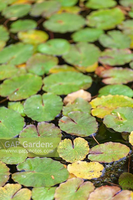 Bourton House Garden, Glos., UK ( Paice ) lily pads in the pond