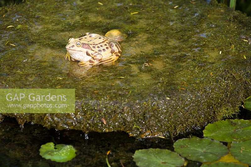 Bourton House Garden, Glos., UK ( Paice ) ornamental frog in the pond