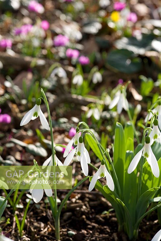 Galanthus 'Atkinsii' ( snowdrop ) in shady wooded area with other early spring bulbs