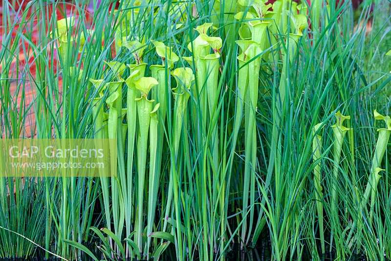 Chelsea Flower Show, 2009. The Foreign and Colonial Investments Garden ( des. Hoblyn ) Sarracenia flava