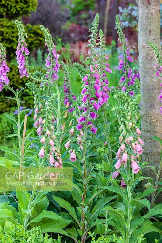 'Places of Change' Garden ( Paul Stone ) Chelsea Flower Show 2010, Foxgloves in early summer