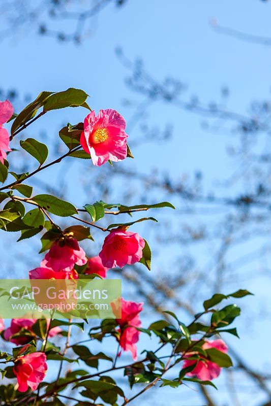 Camellia 'Muskoka'