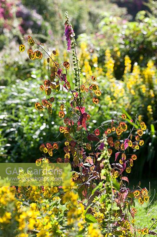 Cerney Gardens, Gloucestershire. Lunaria annua ( Honesty ) seedheads in summer sun