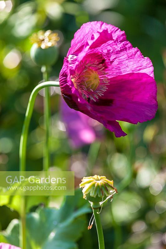 Cerney Gardens, Gloucestershire. Oriental Poppy in summer