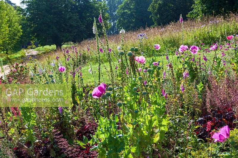 Cerney Gardens, Gloucestershire. Informal planting at edge of meadow with poppies and foxgloves