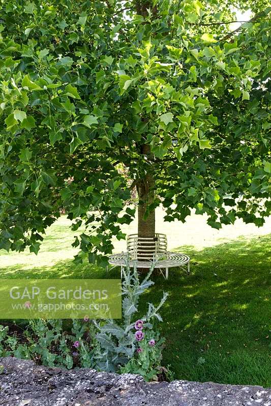 Cerney Gardens, Gloucestershire. Shady tree seat beneath Liriodendron ( Tulip Tree )