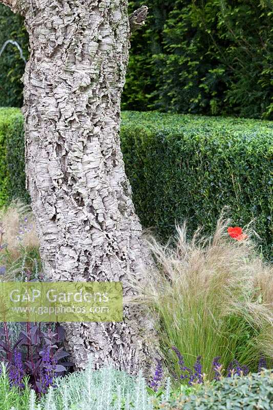 Olive tree in summer border, The Arthritis Research Garden, des. Thomas Hoblyn.