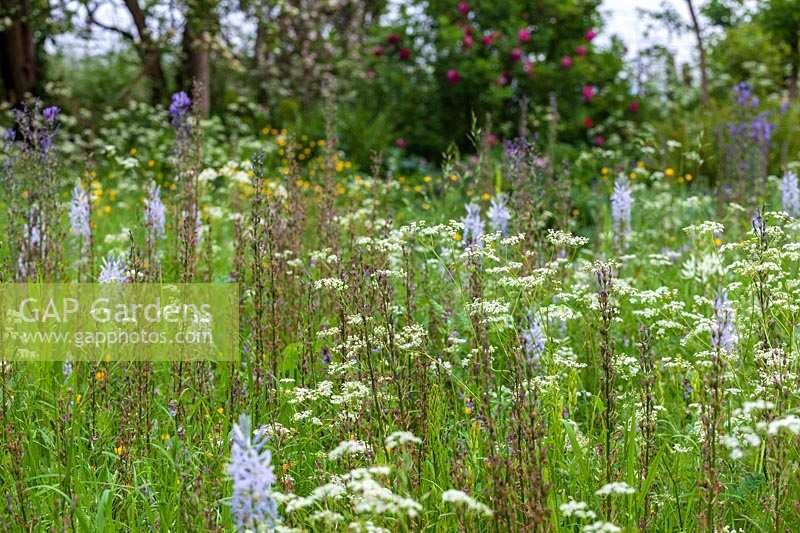 Informal planting in wild flower area at Beechenwood Farm
Hillside,  Odiham,  Hampshire.