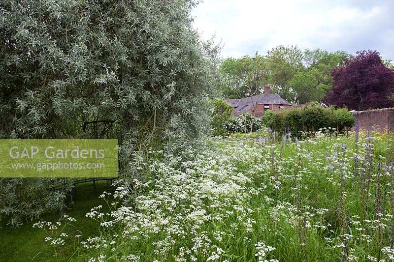 Informal planting in wild flower area at Beechenwood Farm
Hillside,  Odiham,  Hampshire.