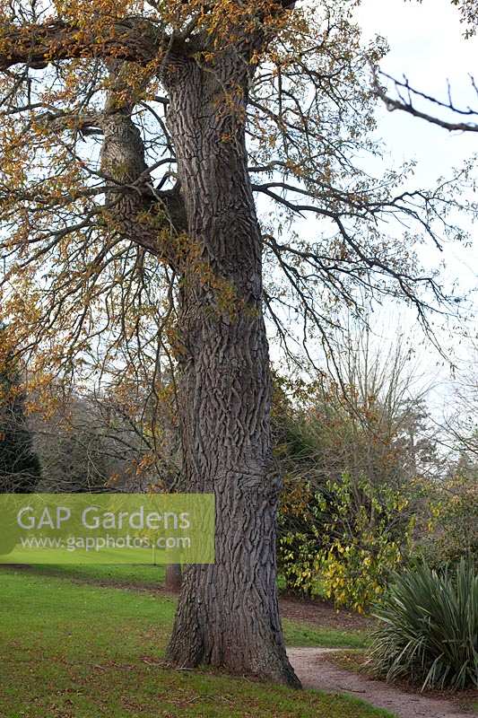 Winter trees at Bicton Gardens, Devon