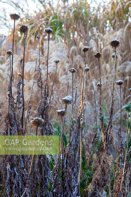 Echinops seedheads in wintry garden