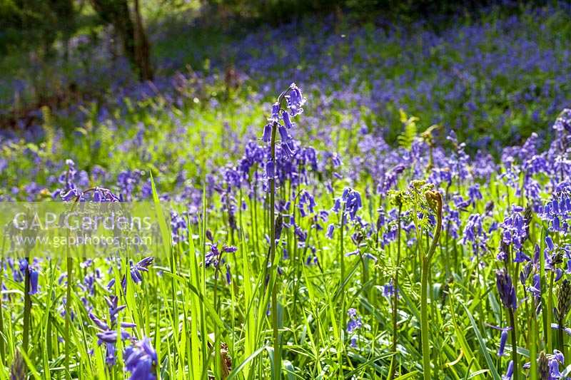 Priors Wood, Somerset, Bluebell woods in early summer
