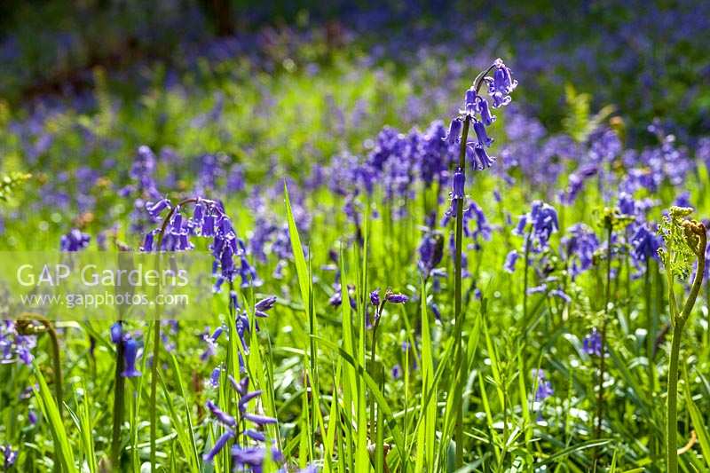 Priors Wood, Somerset, Bluebell woods in early summer