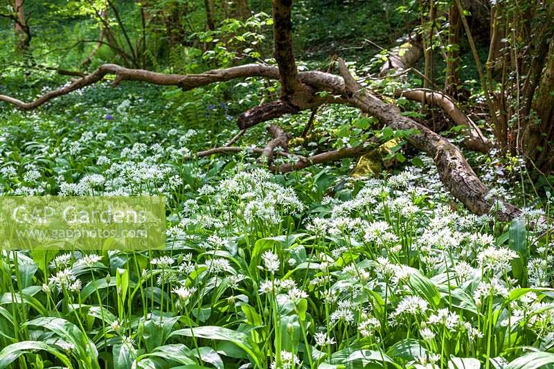 Wild Garlic ( Ransoms ) at Priors Wood, Somerset, in early summer
