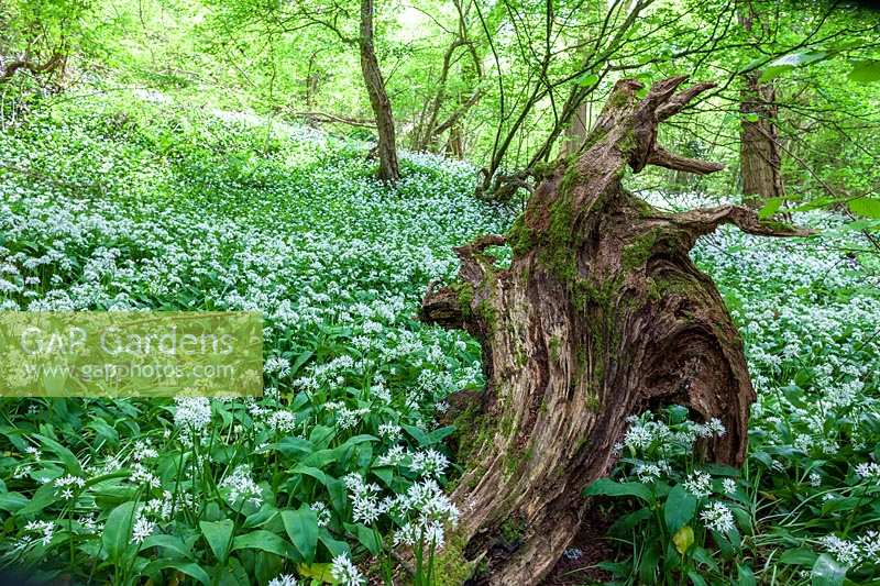 Wild Garlic ( Ransoms ) at Priors Wood, Somerset, in early summer