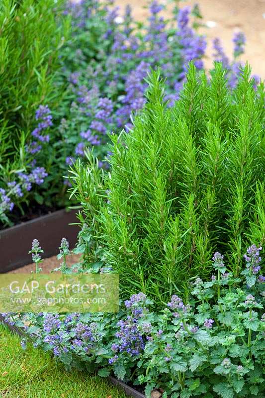 Rosemary herb growing in narrow mixed border