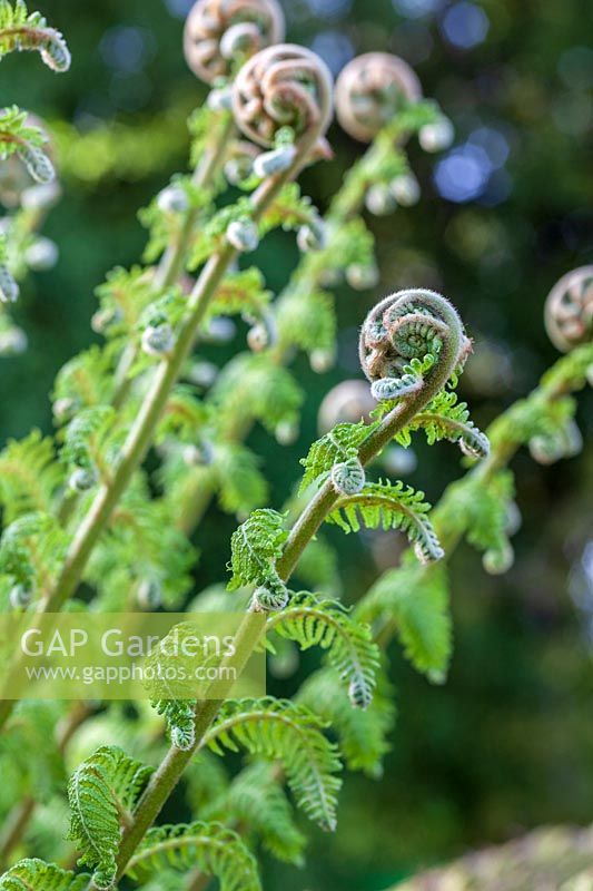 Unfurling fiddleheads of spring ferns
