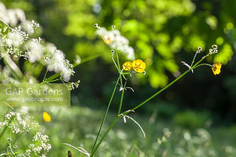 Anthriscus sylvestris and Ranunculus acris ( Cow Parsley and Buttercups ) in meadow in early summer