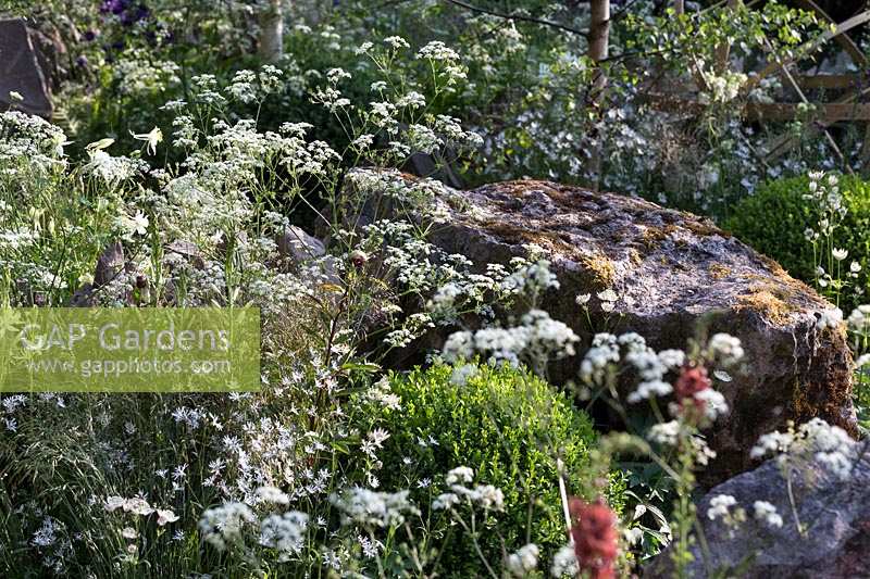 RHS Chelsea Flower Show 2014. 'Vital Earth The Night Sky Garden', designers David and Harry Rich. Informal planting with Cow Parsley. 