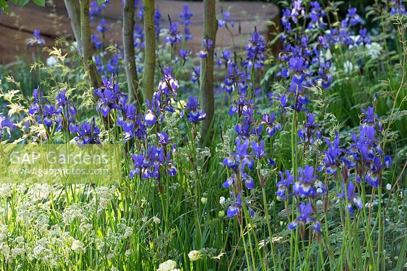 RHS Chelsea Flower Show 2014. 'Time to Reflect' Garden, designer Adam Frost, sponsor Homebase. Drifts of Iris sibirica. 