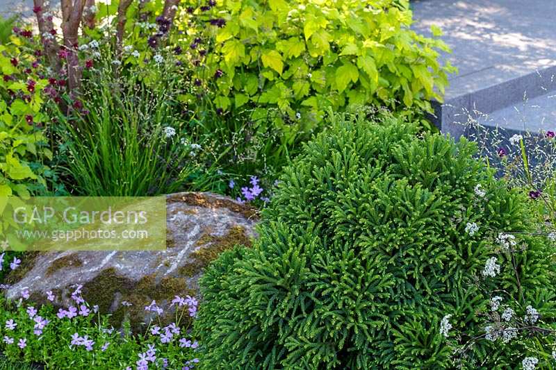 RHS Chelsea Flower Show 2014. The Brewer Dolphin Garden, designer Matthew Childs. Moss covered boulders and Cryptomeria japonica 'Globosa Nana' . 