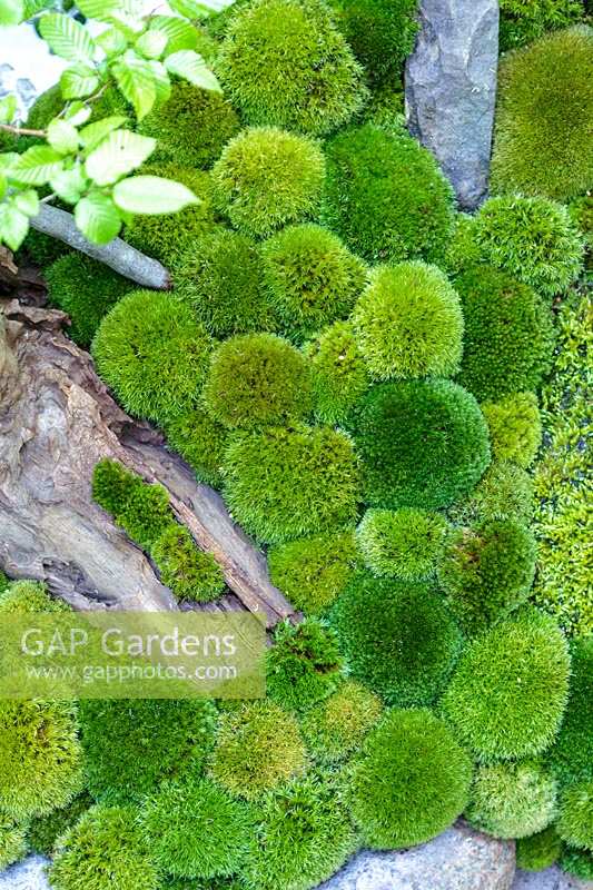 RHS Chelsea Flower Show 2014. 'Togenkyo-Paradise on Earth' Garden, designer Kazuyuki Ishihara. Shady Japanese themed garden. 
