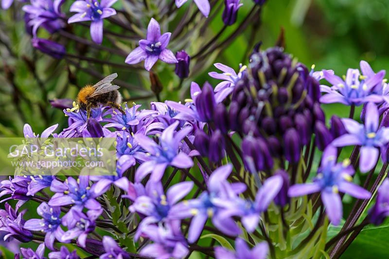Scilla peruviana with bumble bees