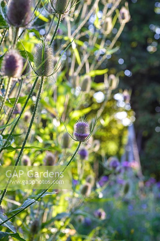Summer garden with teasels ( Dipsacus fullonum )