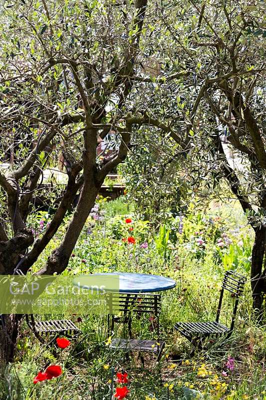 Cafe table beneath olive trees Olea europeaus with natural wild planting including aromatic plants borago, poppies and roses. A Perfumer's Garden in Grasse garden, Chelsea Flower Show 2015