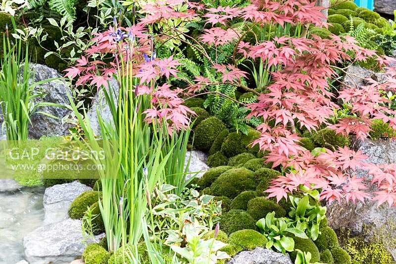 waterfall in Japanese garden of Acers, Irises and pincushion moss mounds. Edo no Niwa - Edo Garden, Chelsea Flower Show 2015