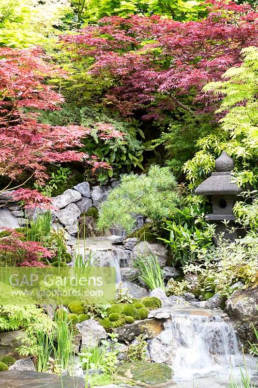 waterfall in Japanese garden of Acers, Irises and pincushion moss mounds. Edo no Niwa - Edo Garden, Chelsea Flower Show 2015