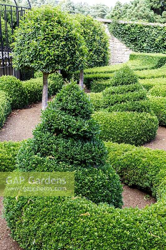 Bourton House Garden, Gloucestershire. Mid summer.  Clipped Box and Yew topiary parterre garden with standard Laurel 'Lollipops'