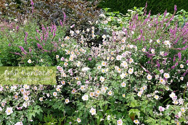 Bourton House Garden, Gloucestershire. Mid summer. Anemone 'Queen Charlotte' and Lythrum salicaria 'Fire Candle' in pink themed border