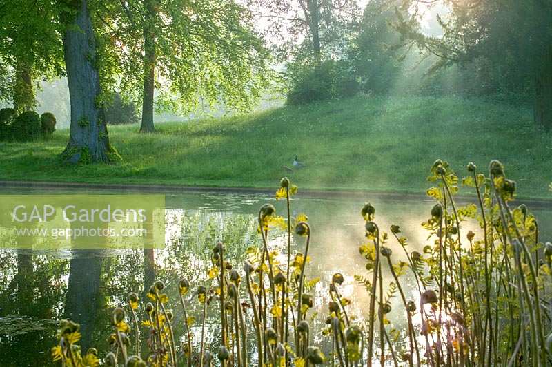 Forde Abbey, Somerset, UK. Summer, Osmunda regalis ( The Royal Fern ) growing at edge of the lake