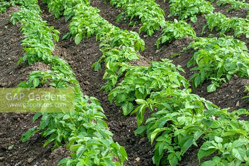 Potatoes growing in trenches in kitchen garden