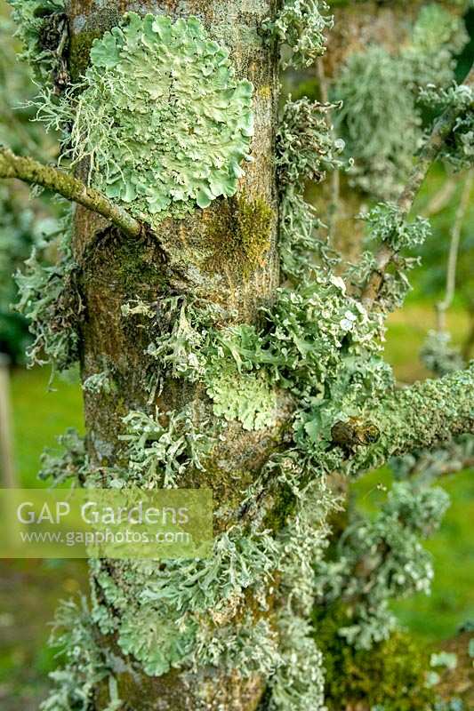 Lichen and moss on tree
