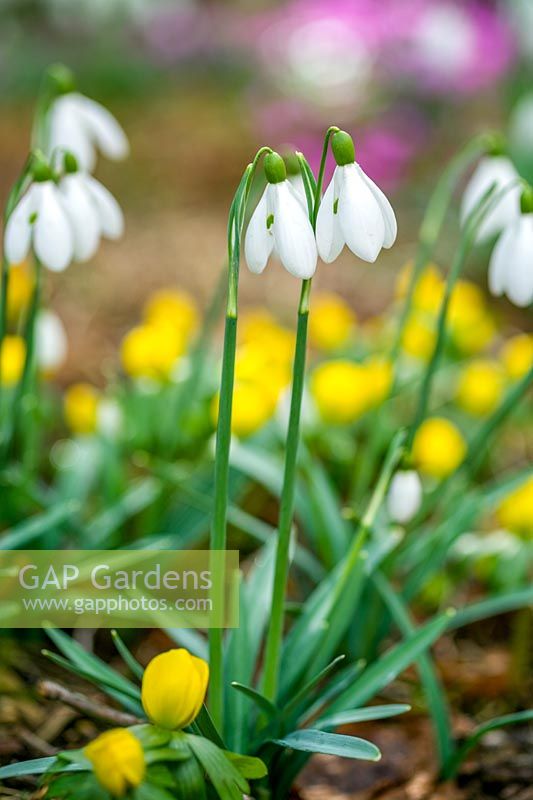 Colesbourne, Glos., UK. Early spring flowers, Snowdrops, Cyclamen and Winter Aconites