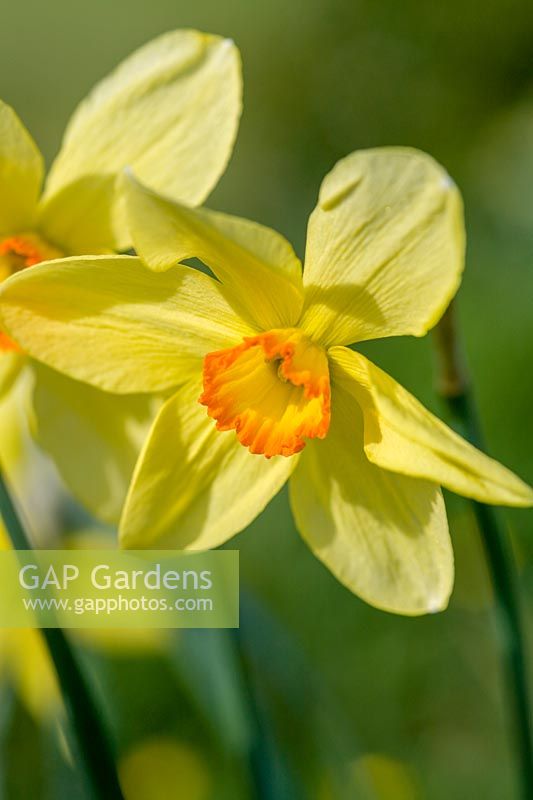 Narcissus 'Bath Flame', spring Daffodils