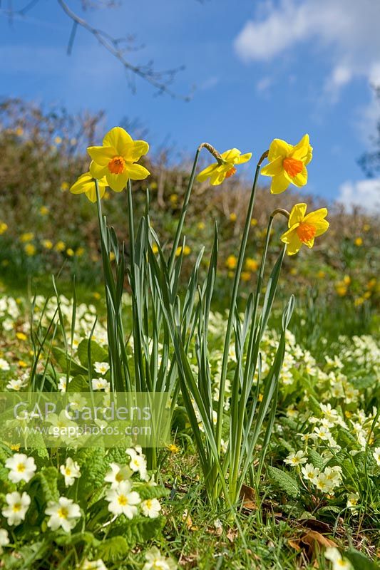 Primula vulgaris ( Primrose ) and Daffodils ( Narcissus ) in grassy meadow with blue sky