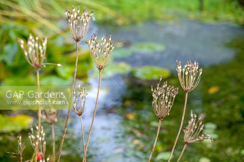 Primula florindae seedheads next to pond