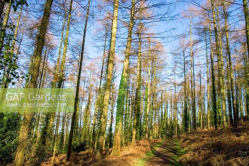 Larch trees and other conifers in woodland in winter