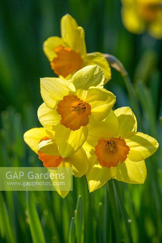 Yellow daffodils in early spring