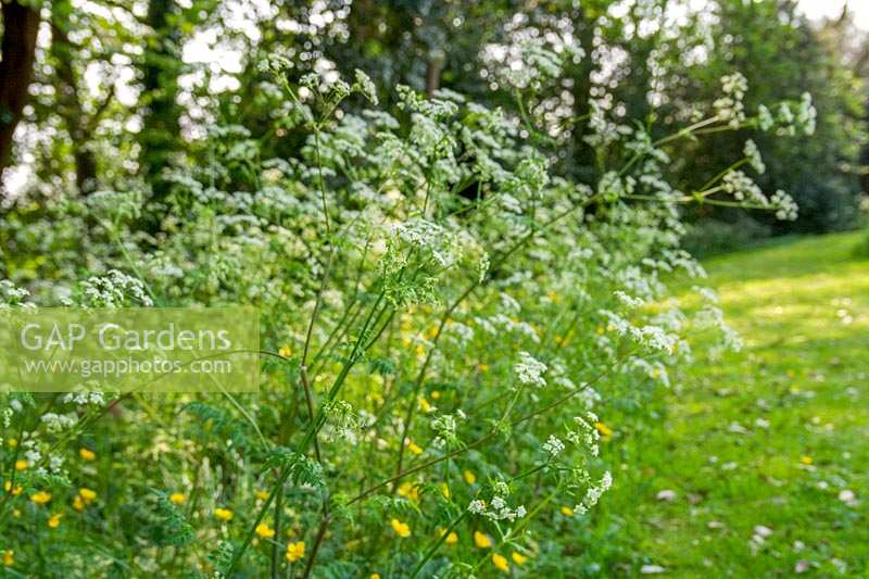 Cow Parsley in spring