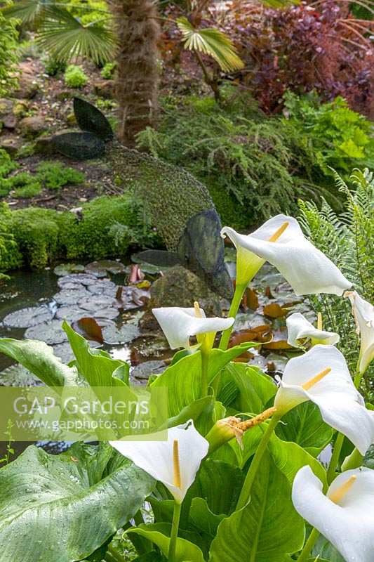 Compton Acres, Dorset, UK. white Arum lilies next to pond