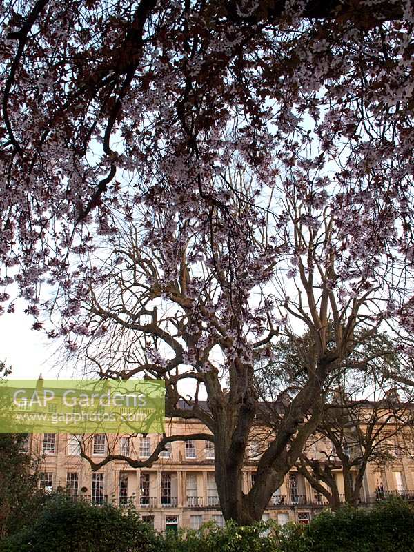 Cherry tree in blossom, Vyvyan Terrace, Clifton, Bristol